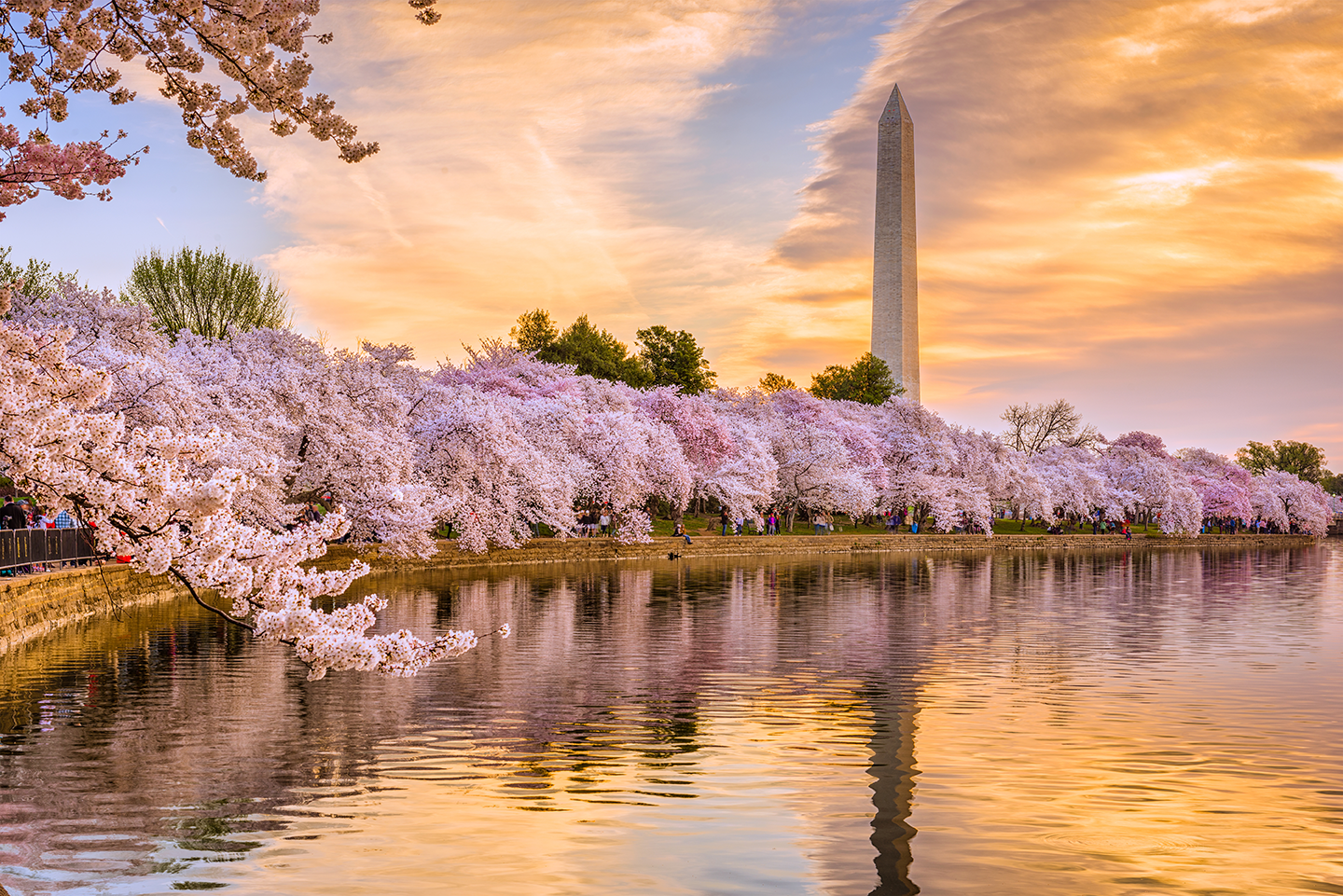 Cherry blossoms in full bloom at the Tidal Basin in DC Why Spring Is A Great Time to Be a D.C. Intern